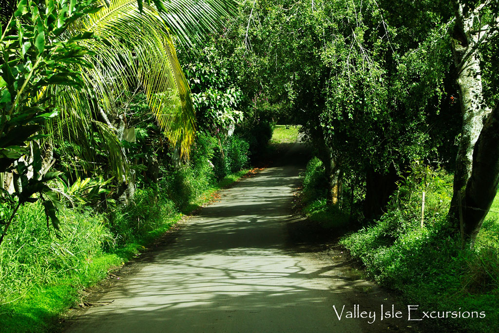 The Road Past Hana Maui